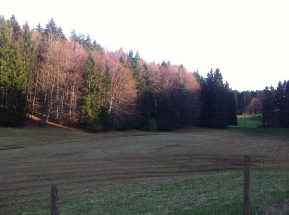 Lichtung im Schallernwald
