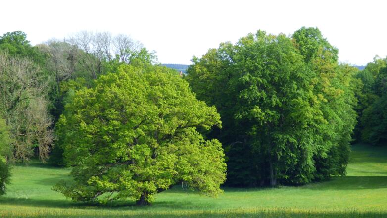 Schlosspark Schönau