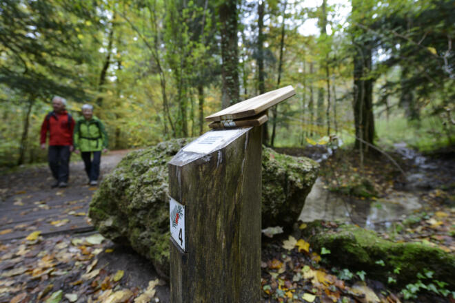 Infotafeln am Paterzeller Eibenpfad