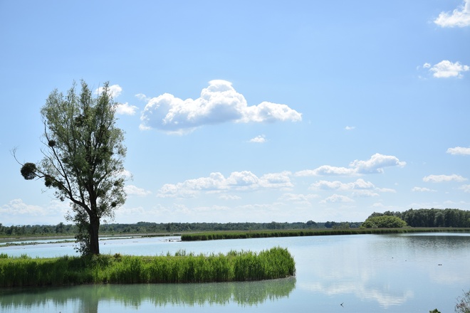 Innauen Ering