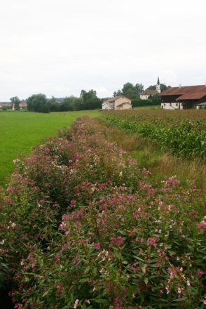 Haselbach bei Thanndorf.