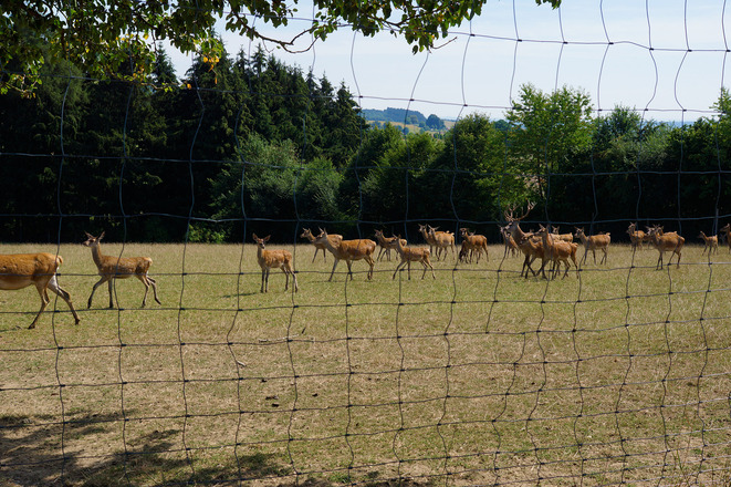 Dammwild beim Giglerhof