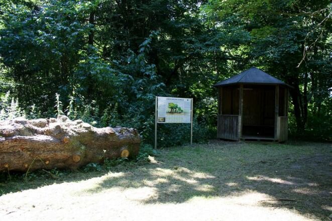 Infotafel Lebensraum Auwald