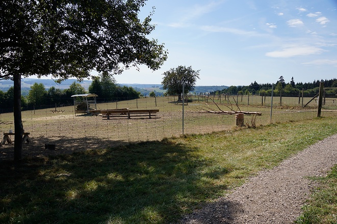 Dammwild beim Giglerhof