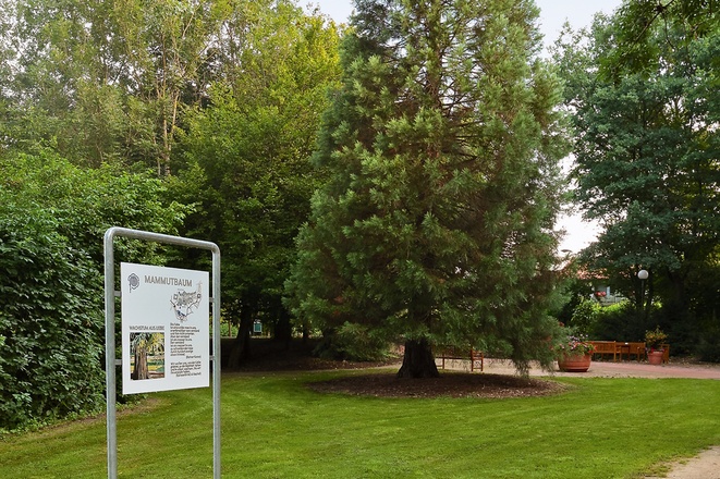 Der Mammutbaum