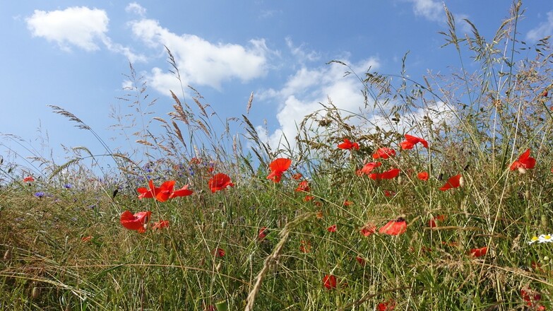 Mohnblumen am Weg