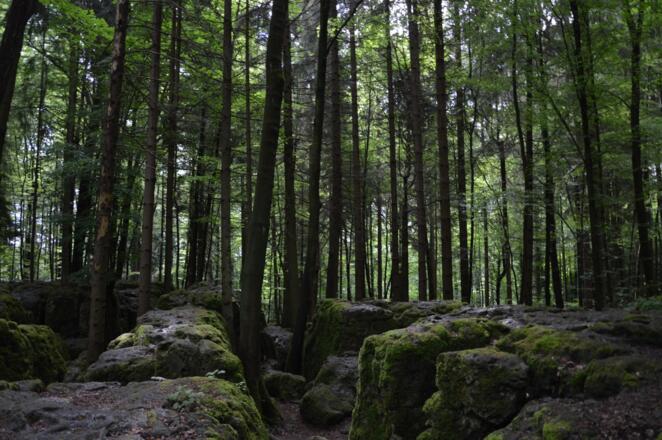 im Druidenhain