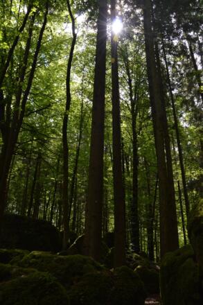 im Druidenhain
