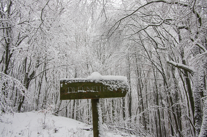 Tief verschneiter Waldweg