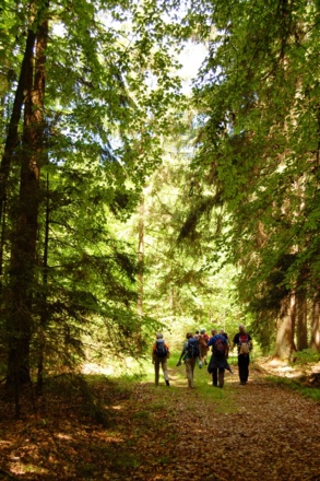 erneut herrliche Wälder