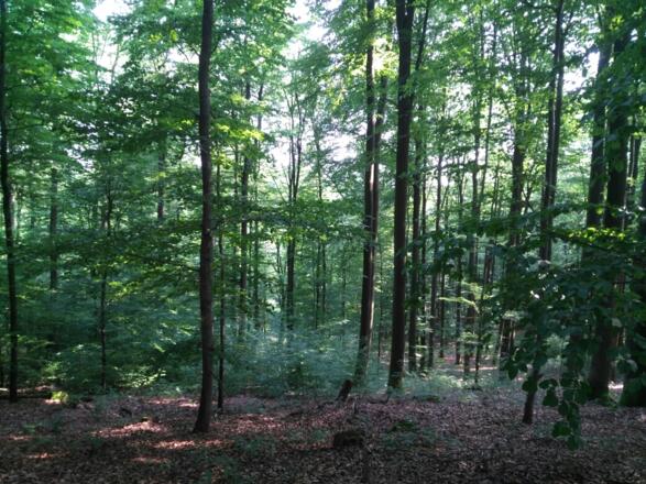 Montag, 23. Juli 2018 10:28:49 vorm.
