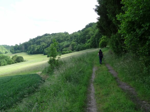Einige Kilometer geht es an Waldrändern entlang.