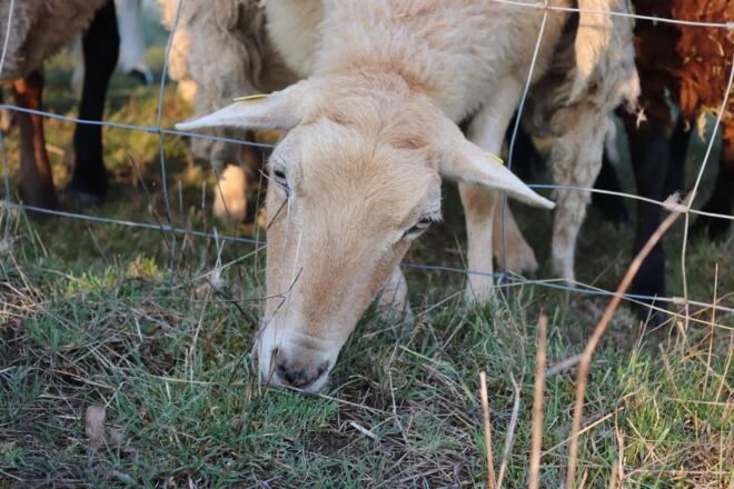 Schafe in Waldmichelbach