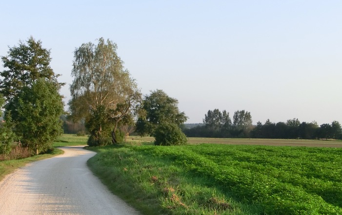 Ein Feldweg des Krautland- Wanderwegs 2 erstrahlt in der Morgensonne neben grünen Wiesen.
