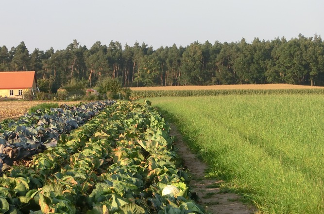 Auf der Wanderung auf dem Krautland- Wanderweg 2 kommt man auch an Krautskopffelder vorbei.