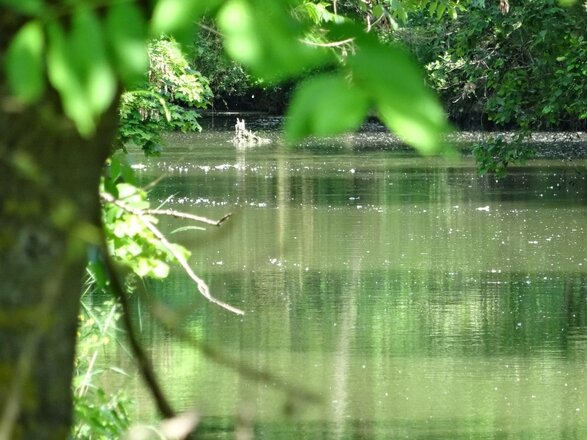 Die Tauber bei Tauberzell