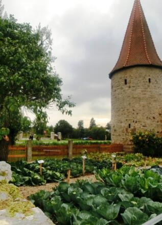 Krautgarten mit Turm