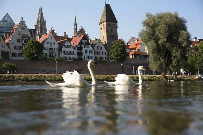 Donauufer in Ulm