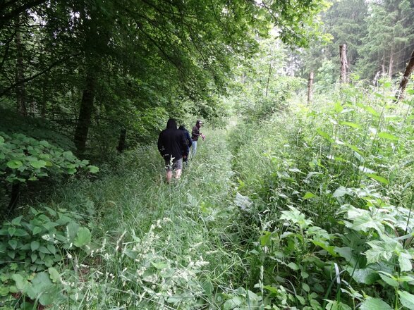 Dichte und unberührte Pfade