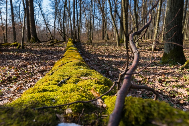 Moos im Dornheimer Wald