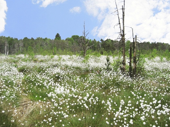 Landschaft bei Bad Wurzach