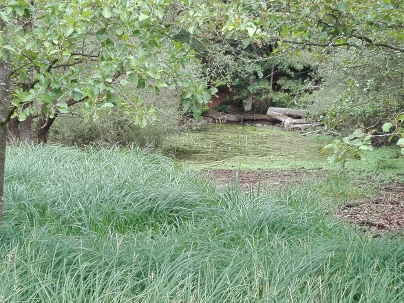 Tümpel Kropfbachtal