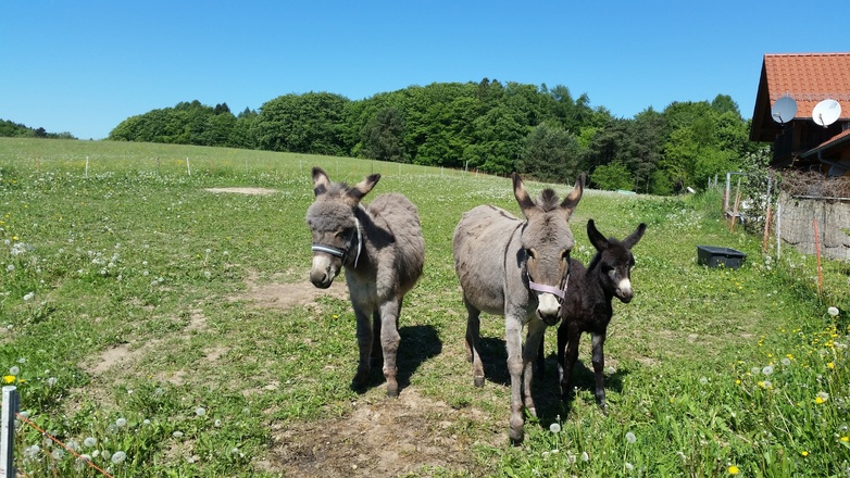 Esel am Limousinhof