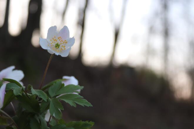 Blume