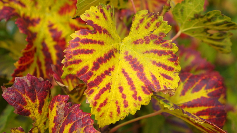 Weinlaub im Herbst