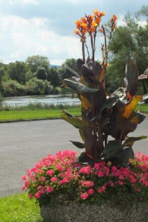 Blütenpracht am Main bei Obernburg