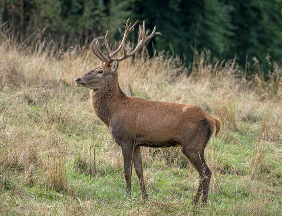 Hirsch im Spessart