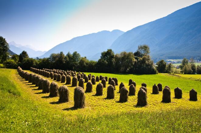 Allgäuer Heuwiese