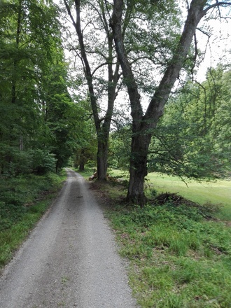 Buchenallee Kropfbachtal