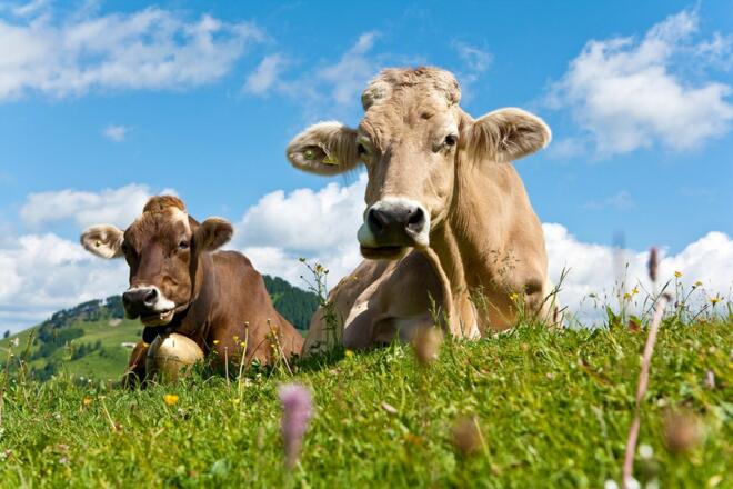 Kühe im Allgäu