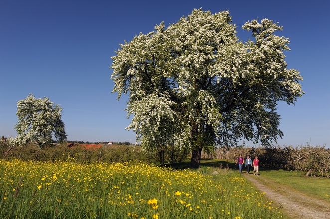 Wandern im Frühling