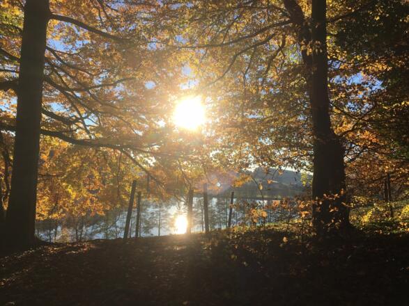Wald-Spaziergang am Schleinsee