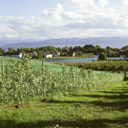 Nonnenhorn: Reben und See