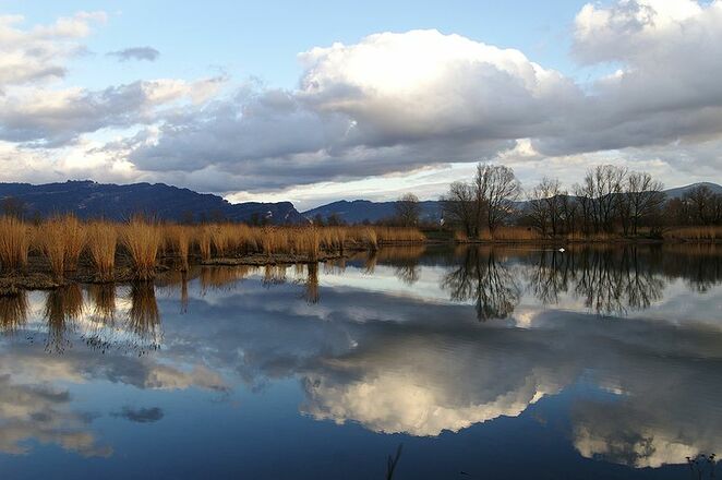 Schleienlöcher - ein Paradies für die Rheindelta-Tierwelt