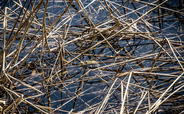 Lebensraum für Kröten: Der Taubensee