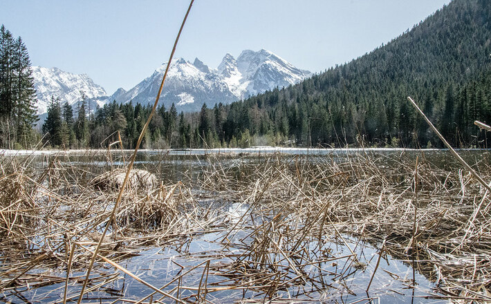 Der Uferbereich des Taubensees ist streng geschützt