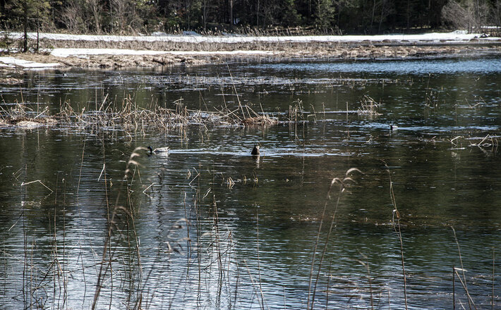 Enten im Taubensee