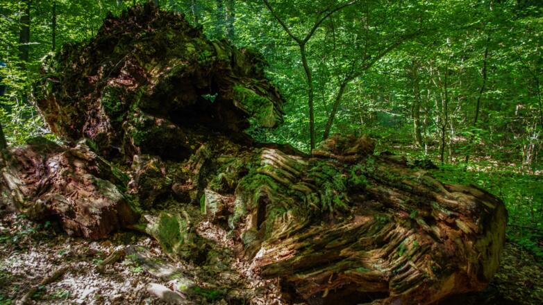 Fragment der uralten Eiche