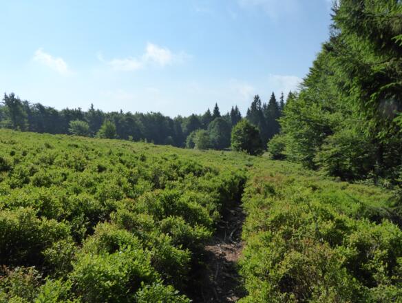 Lindberger Schachten