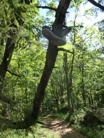 Der Schuhbaum auf dem Weg zum Wackelstein