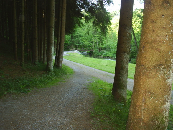 Waldstück entlang des Ohetal-Radweges