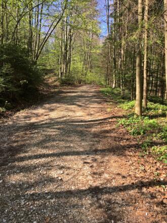 Forstweg Richtung Johannishögl