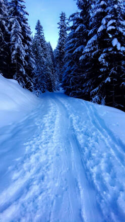 Skitour Rossfeld Waldtour 