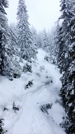 Rossfeld durch den Wald 