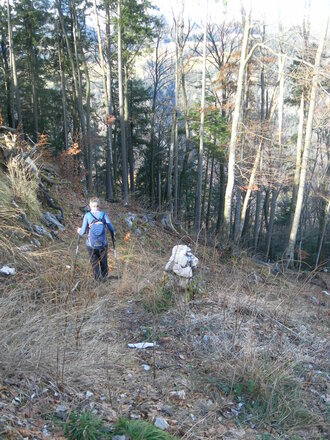 Pfad im Steilwald