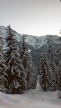 Skitour Rossfeld Waldtour 